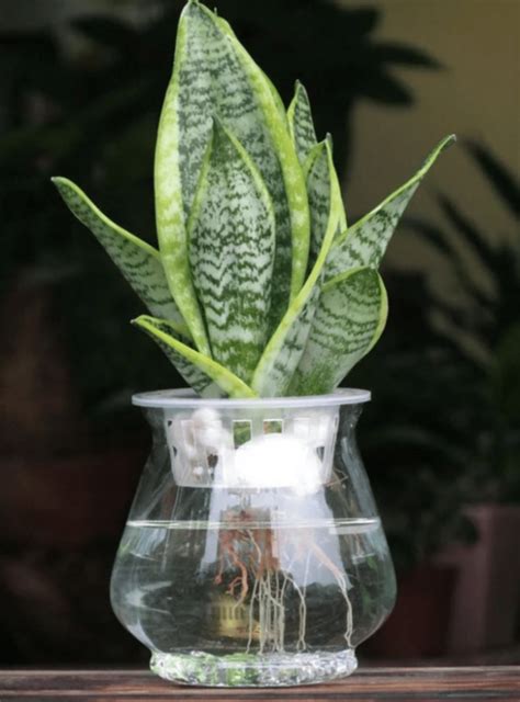 風水植栽|水種植物新手入門！ 15 種室內植物推薦 種植好處/開。